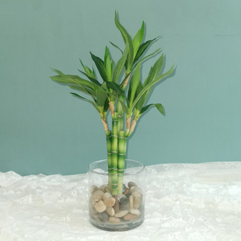 Nova Planta Artificial de Bamb - Aquarium Marine Plants avaliação e preço