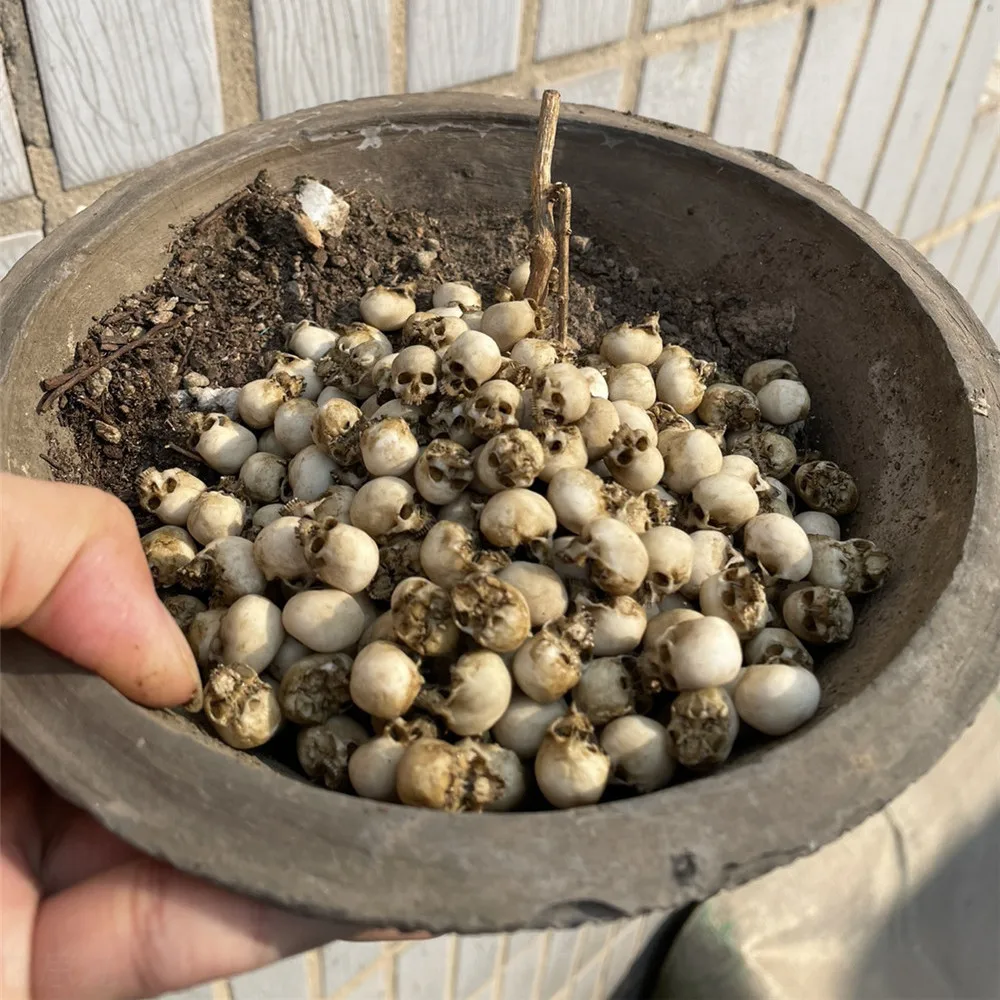 Mini crânio modelo em miniatur - Aquarium Marine Plants avaliação e preço